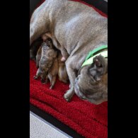 French Bulldog - Both