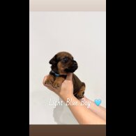 Mixed Breed - Both