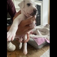 Lurcher - Both