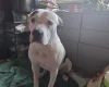 American Bulldog