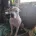 American Bulldog