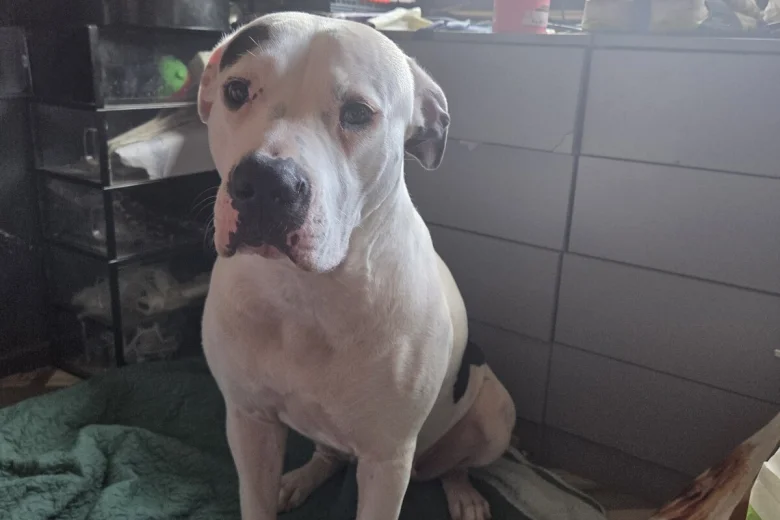 American Bulldog