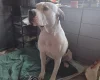 American Bulldog