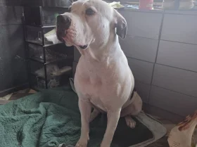 American Bulldog