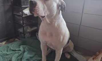 American Bulldog