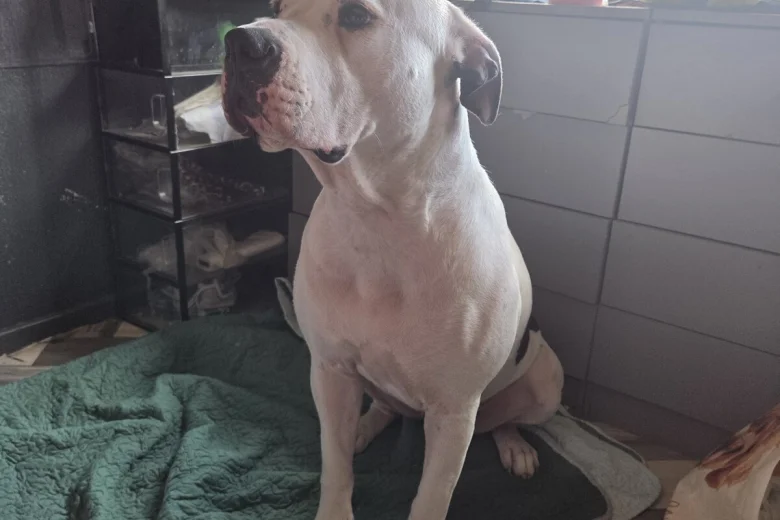 American Bulldog