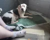 American Bulldog