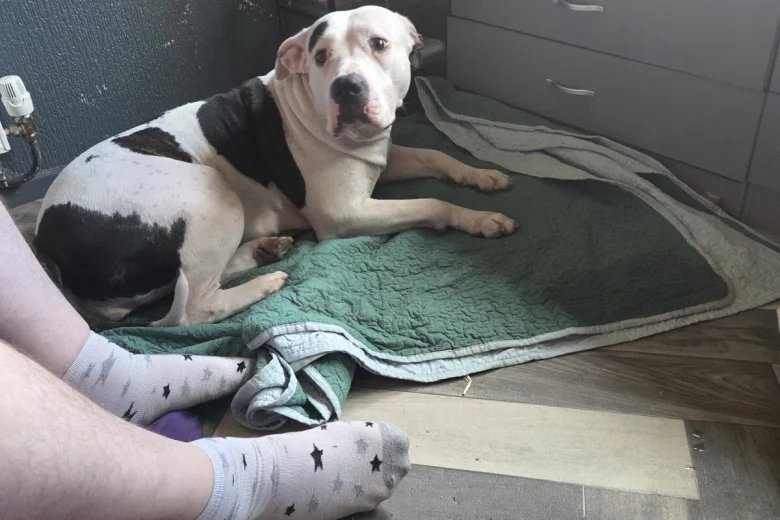 American Bulldog