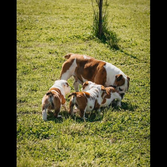 English Bulldog - Both