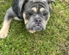 English Bulldog