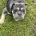 English Bulldog