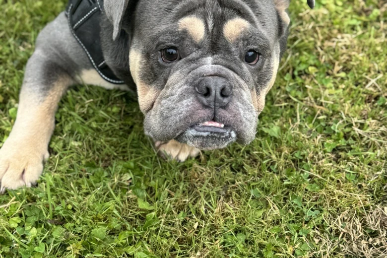 English Bulldog