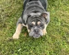 English Bulldog