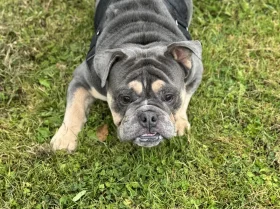 English Bulldog