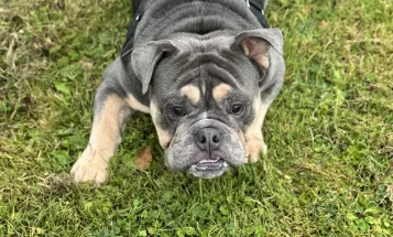 English Bulldog