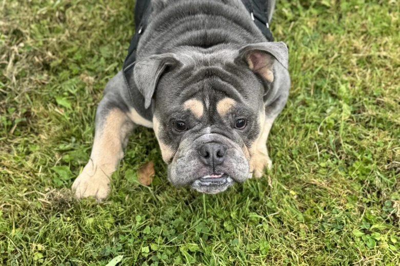English Bulldog