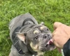 English Bulldog