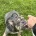 English Bulldog
