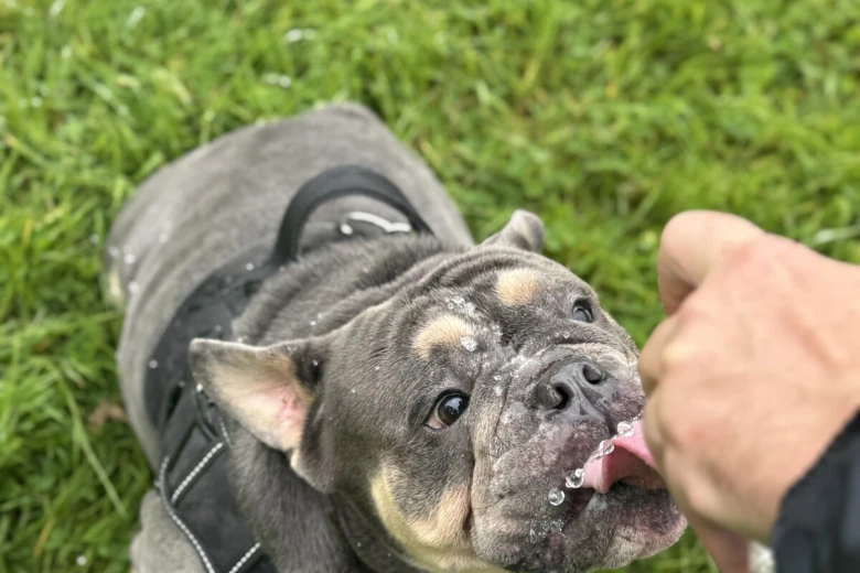 English Bulldog