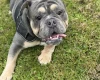 English Bulldog