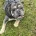 English Bulldog