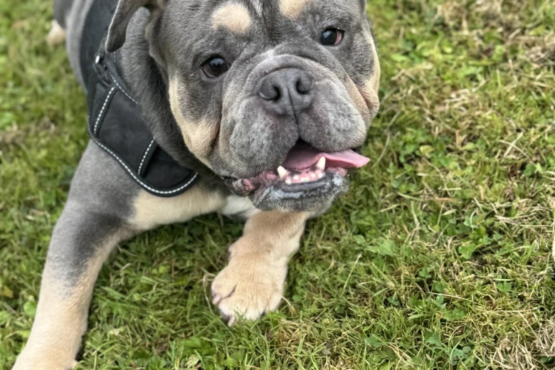 English Bulldog