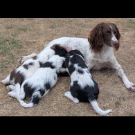 English Springer Spaniel - Dogs