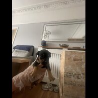 French Bulldog - Both