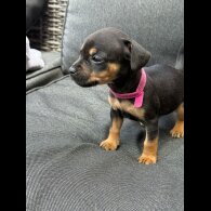 French Bulldog - Both