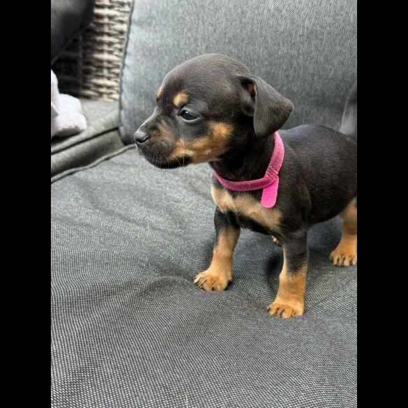 French Bulldog - Both