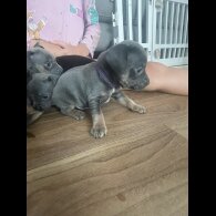 French Bulldog - Both