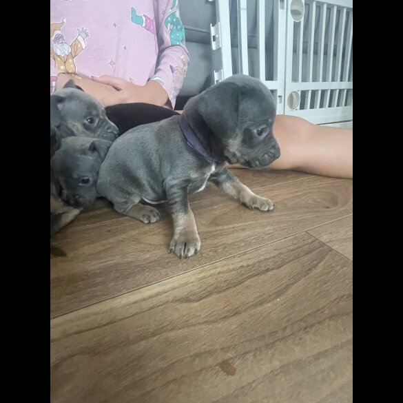 French Bulldog - Both