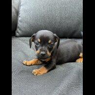 French Bulldog - Both