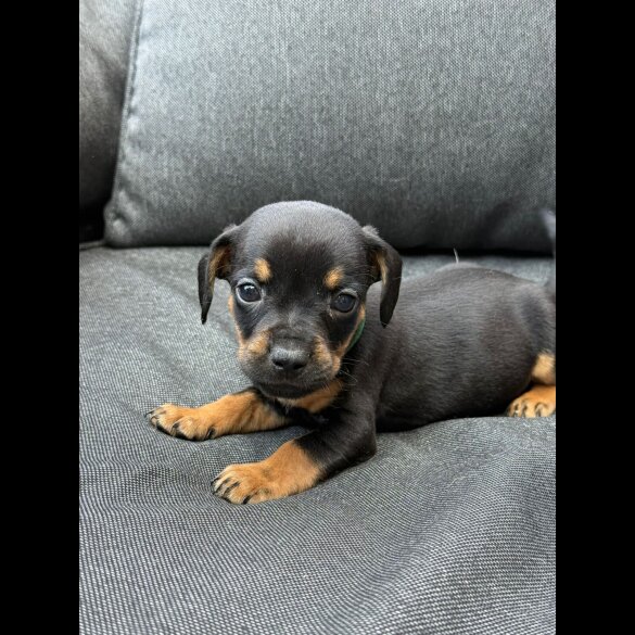 French Bulldog - Both