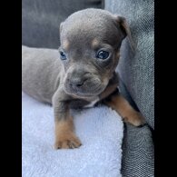 French Bulldog - Both