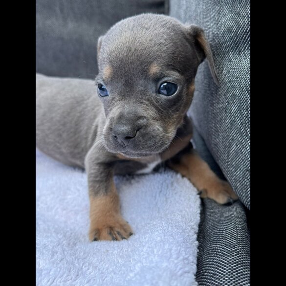 French Bulldog - Both