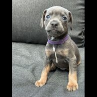 French Bulldog - Both