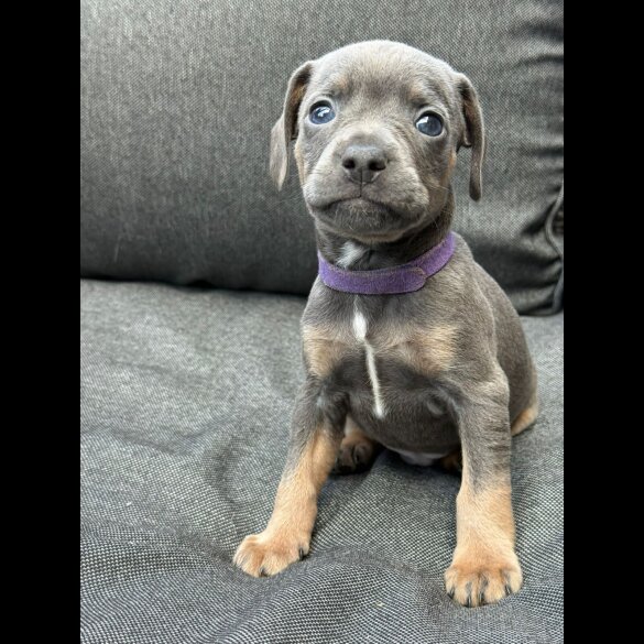 French Bulldog - Both