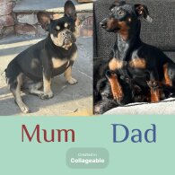 French Bulldog - Both