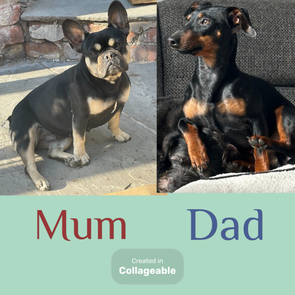 French Bulldog - Both