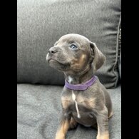 French Bulldog - Both