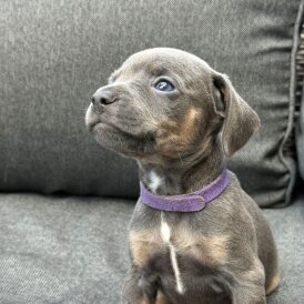 French Bulldog - Both