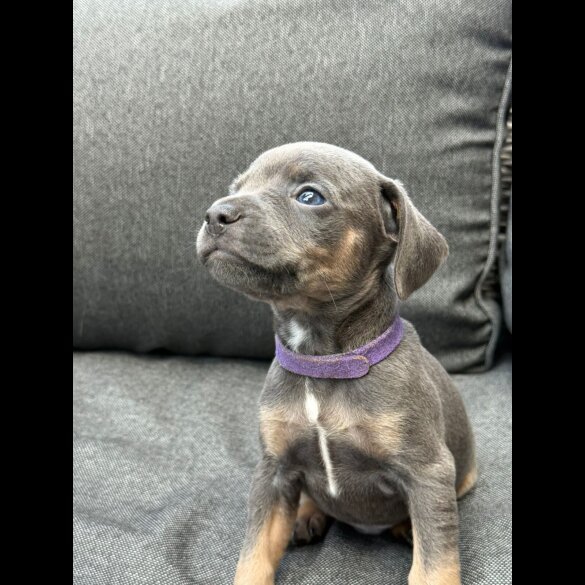 French Bulldog - Both