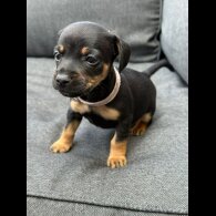 French Bulldog - Both