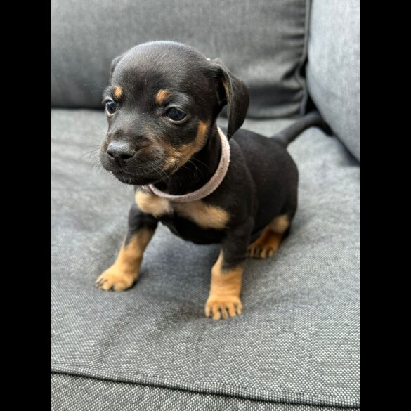 French Bulldog - Both