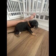 French Bulldog - Both