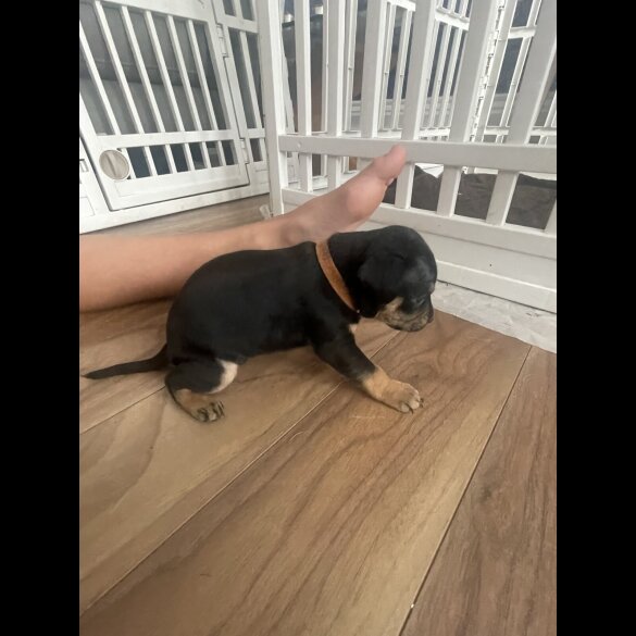 French Bulldog - Both