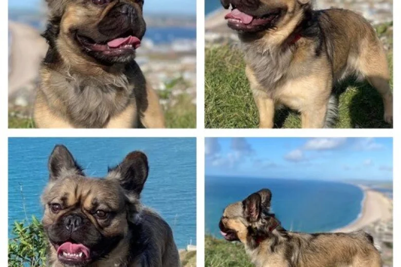 French Bulldog