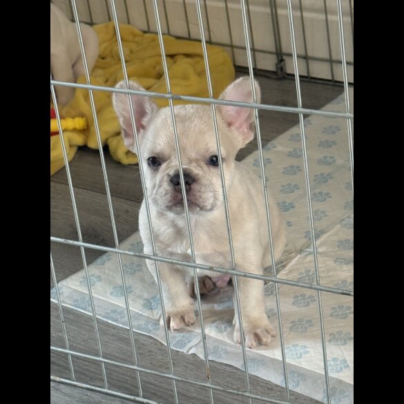 French Bulldog - Dogs