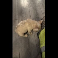French Bulldog - Dogs